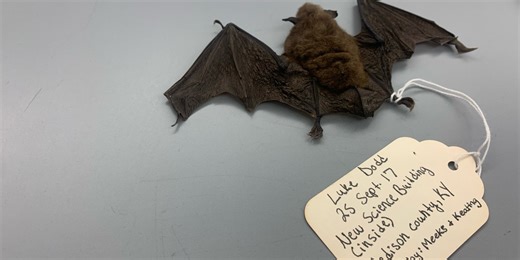 Bat infestation closes down Kentucky school
