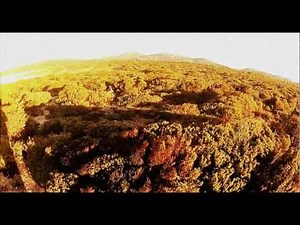 N°1 CHASSE AUX FAISANS EN CORSE DU SUD / SPRINGER SPANIEL