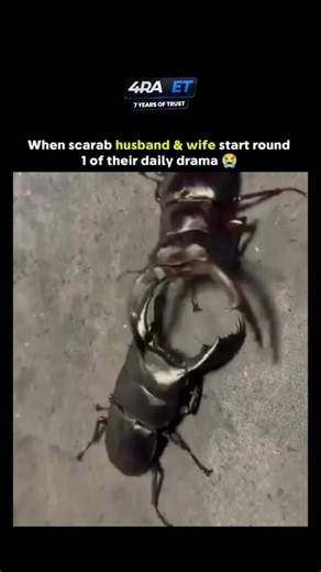 Innovation.09 on Instagram: "The post features a 6-second clip of two rhinoceros scarab beetles locking mandibles and shoving each other in a sandy patch, captioned simply, “2 scarabs fighting each other.” The brief showdown-shot like a tiny WWE brawl-quickly blew up, earning 4.5 million views thanks to its unexpectedly dramatic intensity. Viewers ran with the bit, treating the beetles like professional wrestlers. Replies are packed with Batista Bomb GIFs, suplex memes, and slow-mo edits, turnin