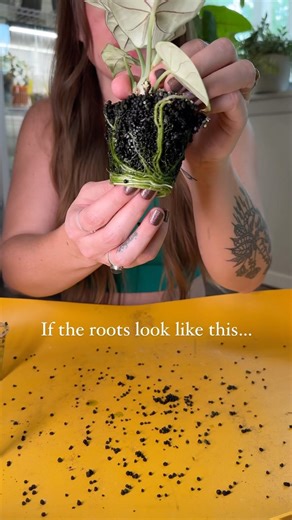 21K views · 2.6K reactions | 5 signs your 華 needs a repot  1....