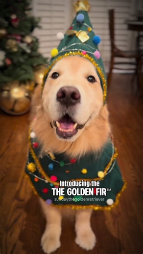 Golden Fir Christmas Tree with Adorable Golden Retriever