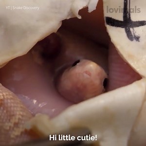 350K views · 1.2K reactions | Something strange happens whilst these bullsnake eggs are hatching but the babies are absolutely adorable!  | Lovimals | Facebook