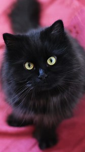 As October arrives, let’s celebrate the enchanting charm of black cats! Often seen as symbols of good luck, these beautiful felines are frequently misunderstood. Meet Valentina, a delightful black cat currently up for adoption, who is ready to show just how magical black cats can be. Valentina is looking for a home with adults and cat-savvy teens over 14 years old. She needs to be the only pet so she can soak up all the attention and love. Valentina would thrive in a family that can take things 