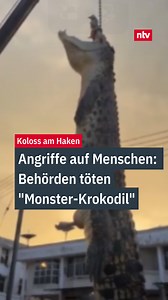 Ein rund fünf Meter langes Krokodil 🐊 ist in Malaysia von lizenzierten Krokodiljägern erschossen worden. Die Behörden hatten eine offizielle Suchaktion gestartet, um das Tier zu finden, das für Angriffe auf Menschen verantwortlich gewesen sein soll. 📲 Mehr Nachrichten in unserer ntv App. #ntv #nachrichten