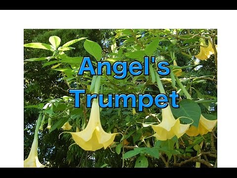 Growing Brugmansia from Seed - Angel's Trumpet