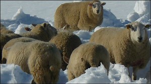 Scotland's sheep industry suffers