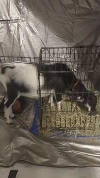 Burdizzo or banding method for goat castration. Turning my sweet little Bentley into a wether. #goat