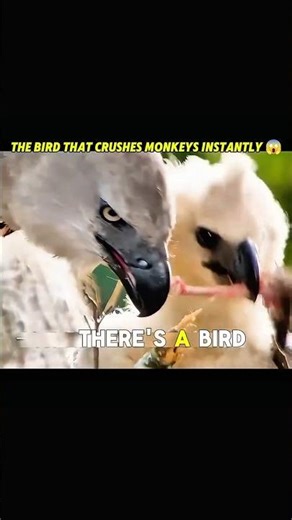 The Bird That Crushes Monkeys Instantly 😱 #facts
