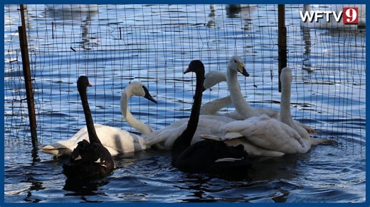 More swans at Lake Eola in Orlando have died, volunteers say