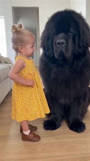 2.3M views · 54K reactions | This giant Newfoundland is getting a serious talking-to from his tiny best friend! Clearly, she's the one in charge.  So much love between these two! ​#NewfoundlandDog #GentleGiant #ToddlerLife #DogAndBaby #BestFriends #CuteAnimals #BigDog | Mini Boss & The Mighty Fluff | Facebook