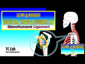 【関節包/関節上腕靭帯の機能区分//Shoulderjoint Capsule/GlenoHumaral Ligament】 肩甲上腕関節Ⅰ