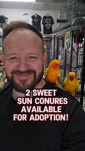 131 reactions · 55 comments | 2 Sun Conures Available for Adoption! Call us for an appointment! 520.288.6310 #conure #parrots #adopt #foryourpages #fyp #bird | Paradise Parrot Rescue | Facebook