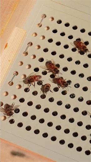 How This Floor Traps Pollen From Bees