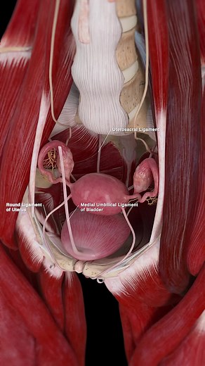 "🌸 How Does the Uterus Stay in Place? 🌸 Learn about the ligaments th... | anatomy