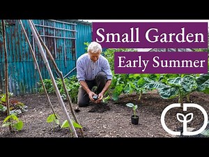 Small Garden new plantings and strawberry harvests