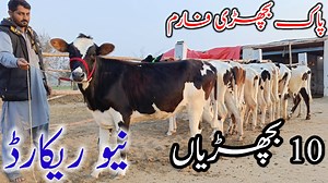 4.7K views · 276 reactions | ||Pk Bachri farm ||10Australian Friesian Jersey Bachria|| Fresh Rate Update||17January 2024||Pk Janwar TV||#dairycow #HFCOW #bigcow #cowforsale #cow #janwarmandi #pashumandi #Cowbaby #CowBabies #CowBabyPrice #Bachrian #Wachian #Calf #Heifers | Pk Janwar TV | Facebook
