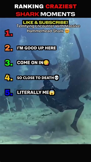 POOR PEOPLE IN THE CAGE #funny #shorts #shark #greatwhiteshark #crazy #scary #viral