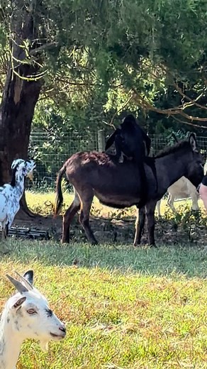 Yep, that’s a Spidermonkey riding a donkey😂 | Spider Monkey