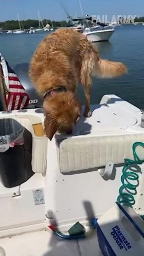 Man’s best friend, Neptune’s worst enemy. 🐶🧜‍♂️#FailArmy..#dogs #fail #funny #funnyfail