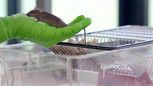 Lab alternative — can biochips replace animal testing?