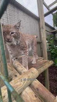One Month of our rescued Eurasian lynx, Ursa 🧡