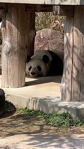 【ジャイアントパンダ】9月16日はタンタンちゃんを偲んで #タンタン #王子動物園 #panda #shorts
