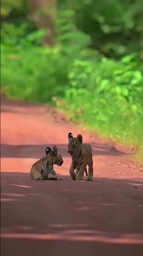 Rare Bengal Tiger Mom & Cubs Encounter at Tadoba 🐯 | Incredible Wildlife Moment