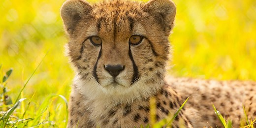 Why Do Cheetahs Have Spots? And Other Cheetah Facts
