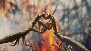 Bowerbirds "In Our Talons"