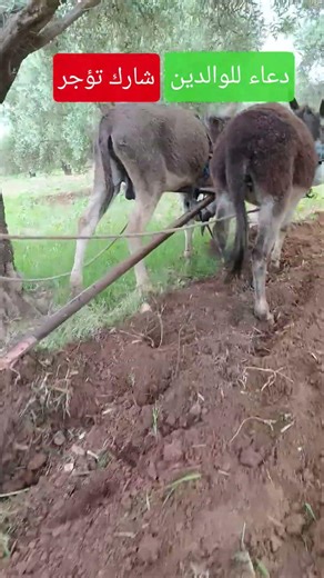 لا تدع اجر هذا الدعاء يتوقف عندك #اكسبلور #البادية #دعاء #explore #viral #fyp #youtubeshorts