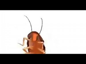 Skididi ba papa - Spinning cockroach song remix epic * emotional * [Official music video]