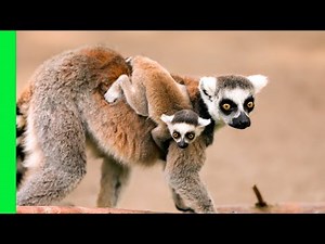 Battle-Shy Lemur Queen Fights with Baby on Her Back | Love Nature