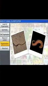 Basis of Animal Classification | NEET & CBSE Biology Animation PART 01