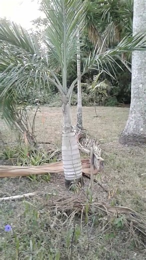 PS92 Spear Palm Tree in the Dougherty Garden on December 28, 2025 #spearpalm #palmtree #palms