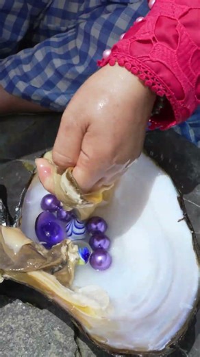 Collect high-quality pearls from clear spring water
