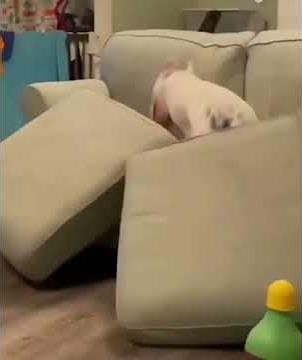 Funny cats and dogs compilation #2