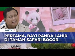 Bayi Panda Pertama Indonesia Lahir di Taman Safari Bogor, Diberi Nama Satrio Wiratama oleh Prabowo
