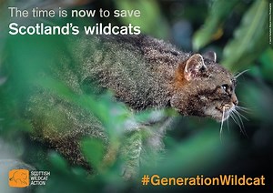 Scottish Wildcat Action has recently been trapping wildcats for DNA testing, pelage assessment, disease screening and the deployment of GPS collars which record where the wildcats roam. The use of GPS collars is led by the Wildlife Conservation Research Unit, University of Oxford and will provide the project with crucial data that will allow us to better target conservation work in the future. Here's a video of some of that work #GenerationWildcat | Saving Wildcats