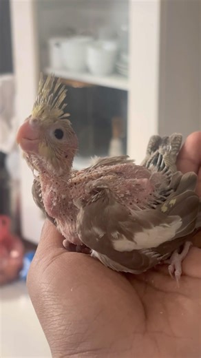 Cockatiel bird baby 🐣| #cockatiel #birds #baby #cockatielbird #parrot #cutebaby #ytshorts #shorts