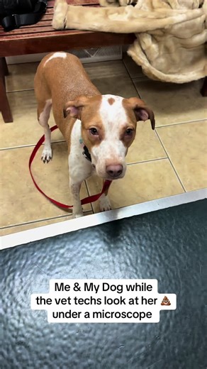 I have no idea what they do with her poop back there #veterinarian #dog #treats #today #playtime