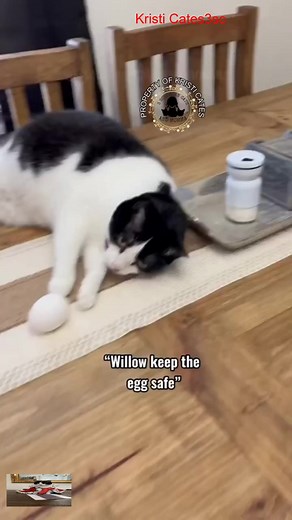 When Tigger saved the day #3southern #reels #viral #loves #tiktok #videos | Kristi Catess