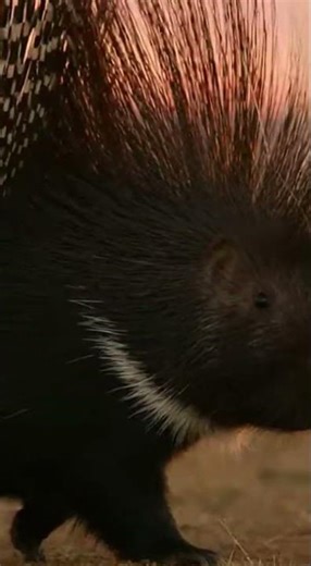 A Python VS Porcupine #comedyshorts #animalfunnies