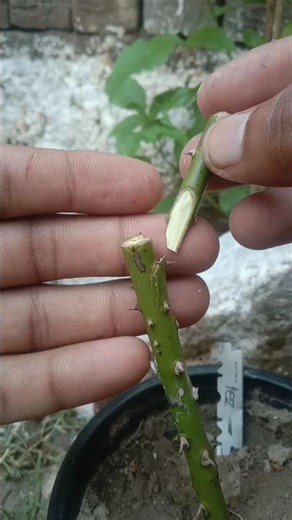 Successful ROSE Plant Grafting Methods to Try at Home Now