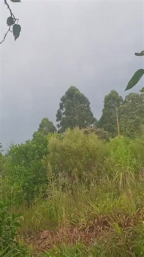 Videos de Yoni hettinger (@yonihettinger) con “Balenciaga - Ozuna & Ele A El Dominio”