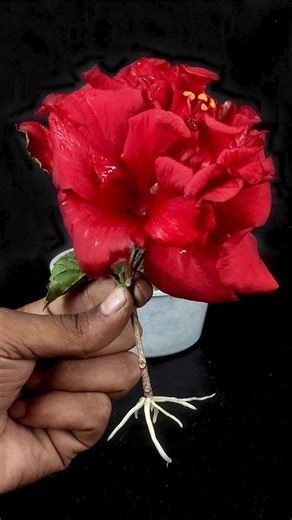 How to Grow Hibiscus Plant from Cutting With Hibiscus Bud In A Grape Fruit