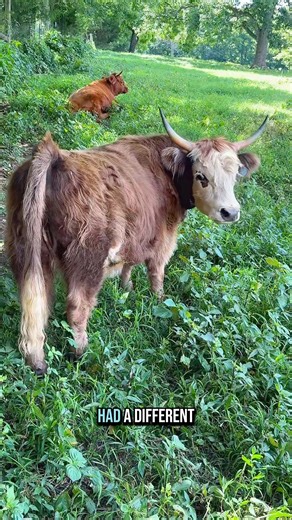 Mini Cow Update!🐮 | Katie Van Slyke