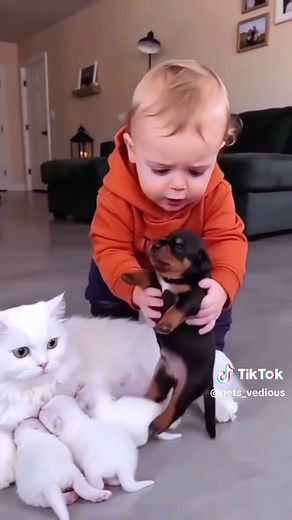 Funny Pets Compilation: Best Funny Animals & Pet Fails