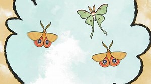Elinor Wonders Why - That's So Interesting!: Why Do Moths Have Patterns on Their Wings? Video | PBS KIDS