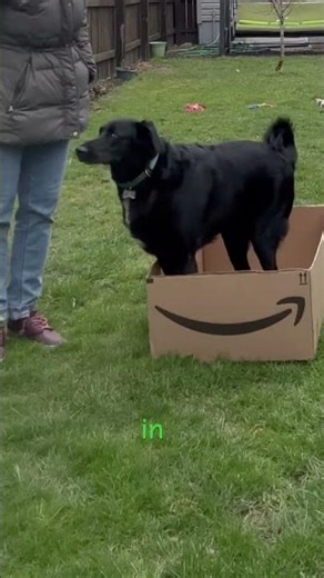 Beasley jumping into the box #doglife