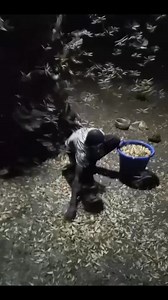 5.5K views · 75 reactions | White ant season is here! Village nights are filled with laughter, glowing fires, and kids catching white ants under the stars and moon light. Simple joys, sweet memories珞❤️ | Jojo Shan | Facebook